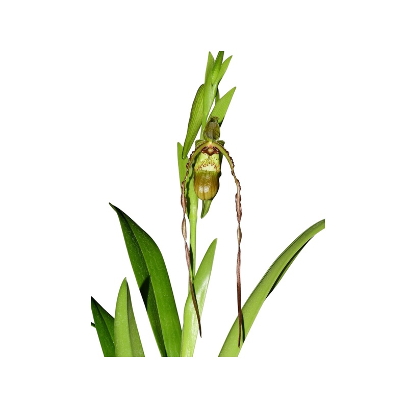Phragmipedium Michael Riley