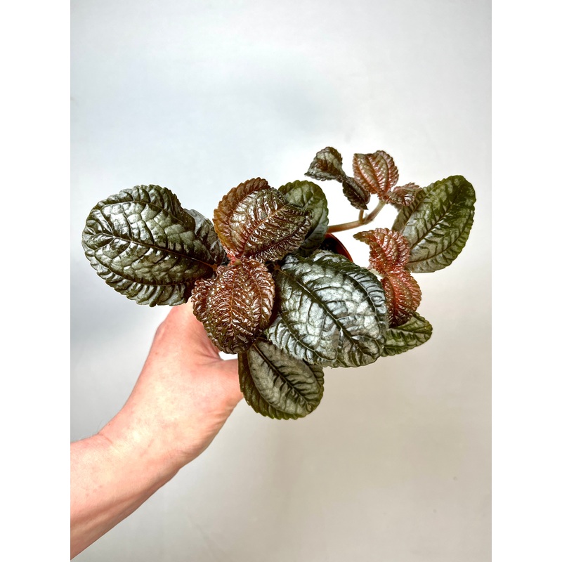 Pilea Norfolk|8 cm
