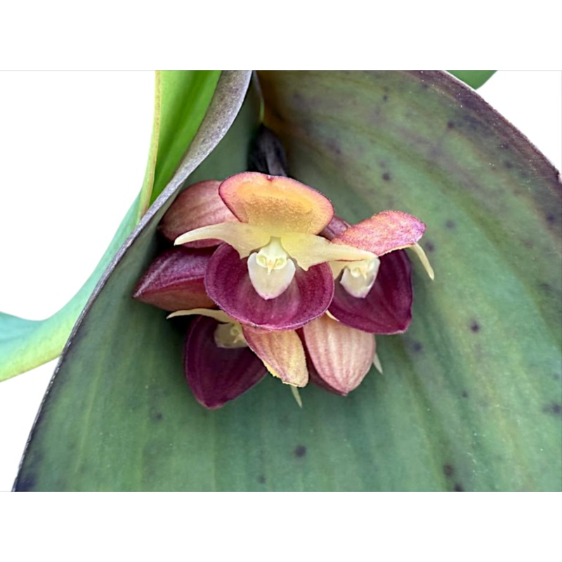 Pleurothallis cyanea