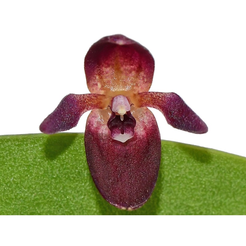 Pleurothallis kelsoae