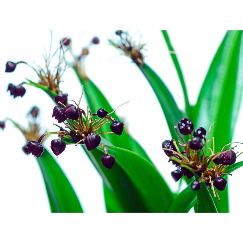 Pleurothallis ruscaria