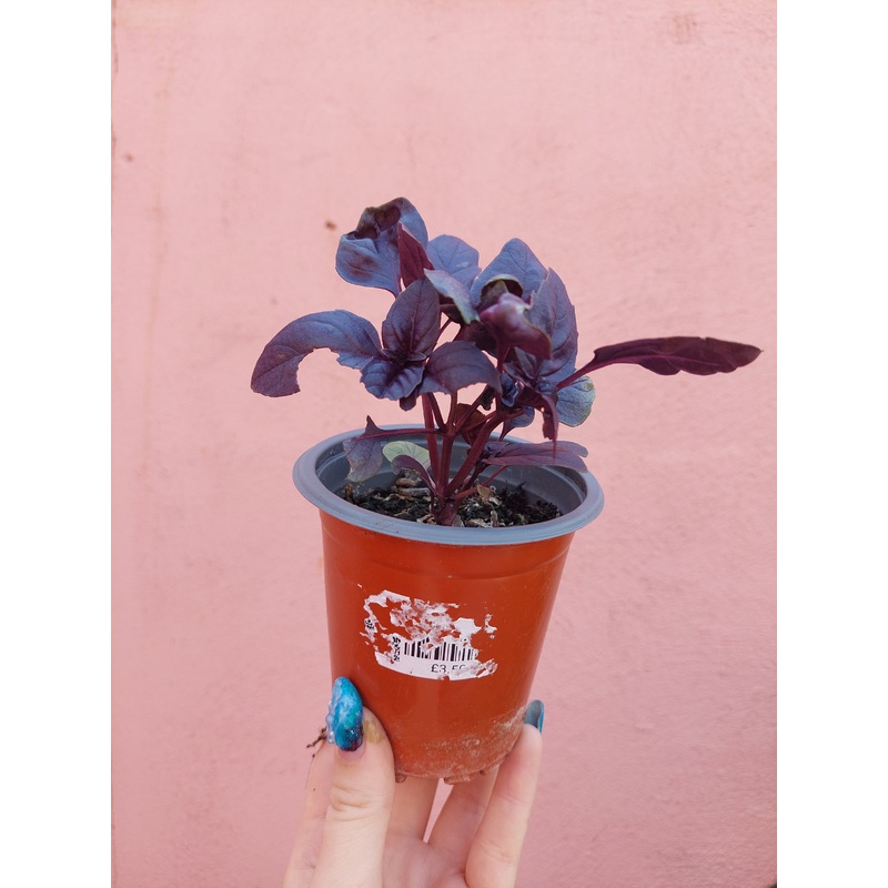 Purple Basil|9cm