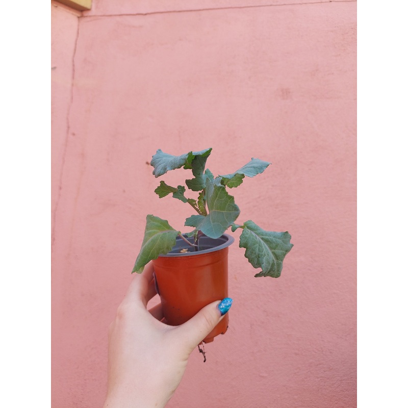 Purple Sprouting Broccoli|9cm