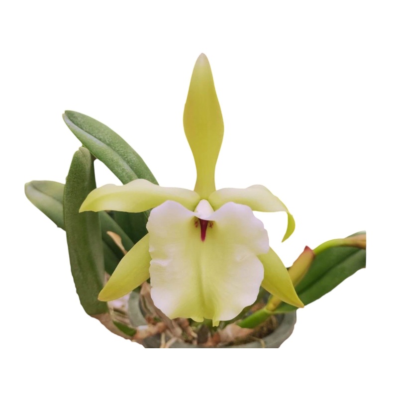 Rhyncholaelia glauca