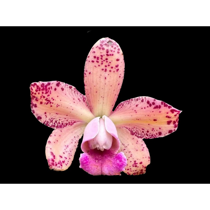 Rhyncholaeliocattleya Arcadio Arosemena