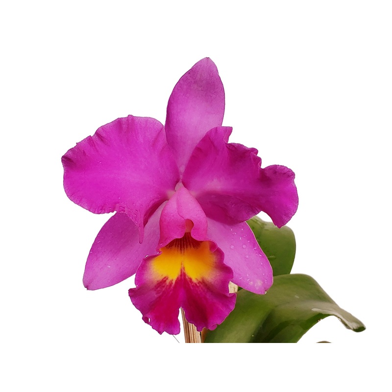 Rhyncholaeliocattleya Diego Aquino