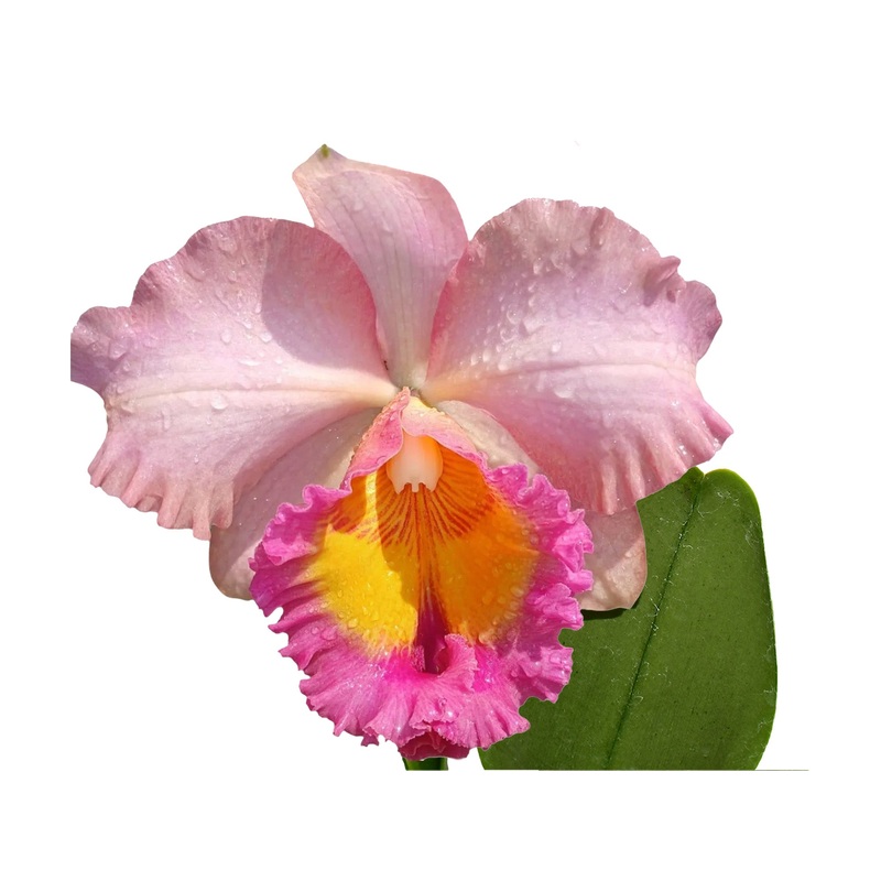 Rhyncholaeliocattleya Edison Lojano