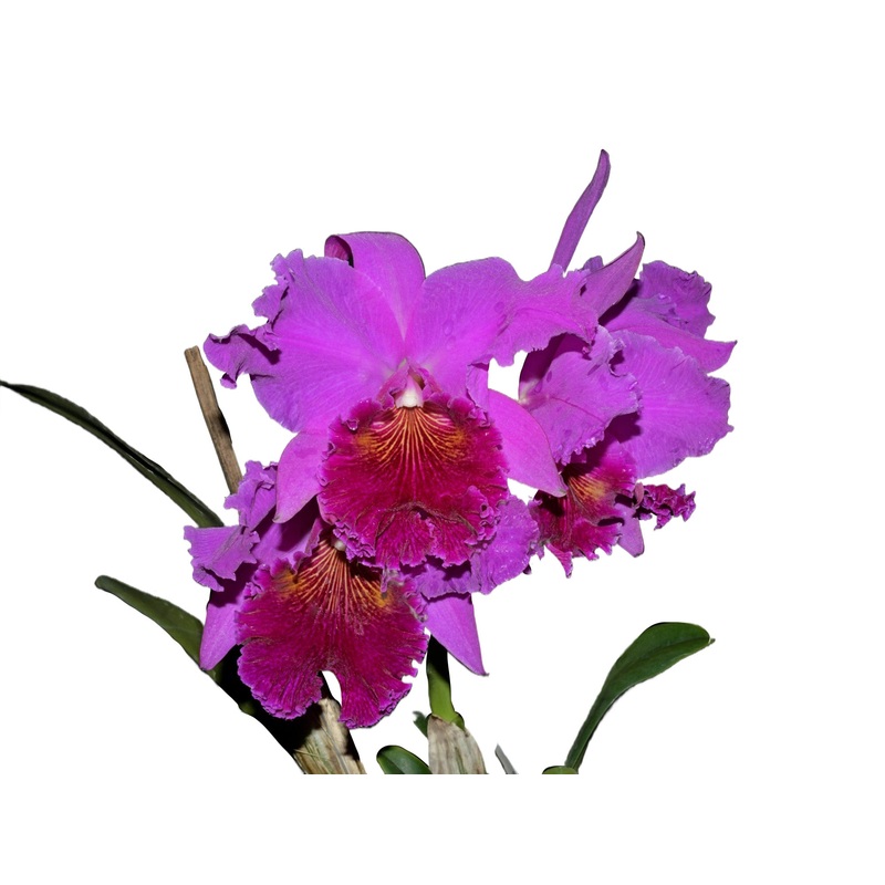 Rhyncholaeliocattleya Nakagami Grace
