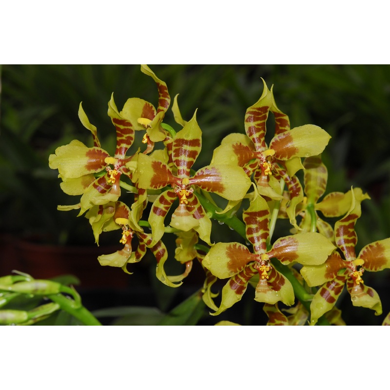 Rossioglossum schlieperianum