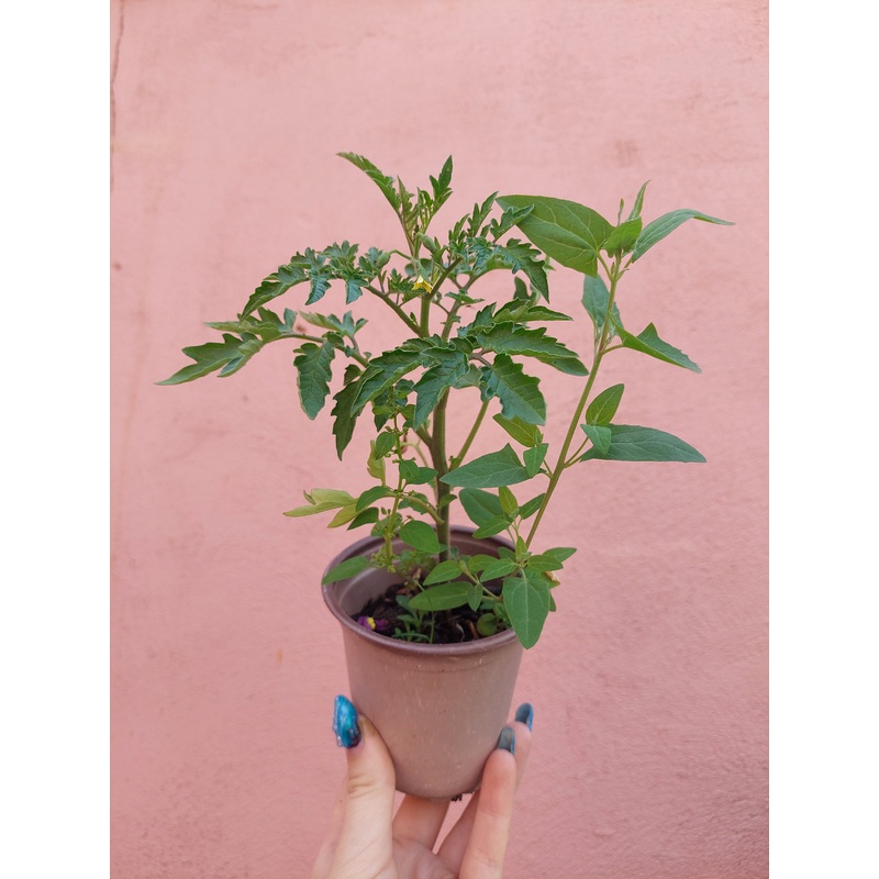 Salad Tomato|9cm