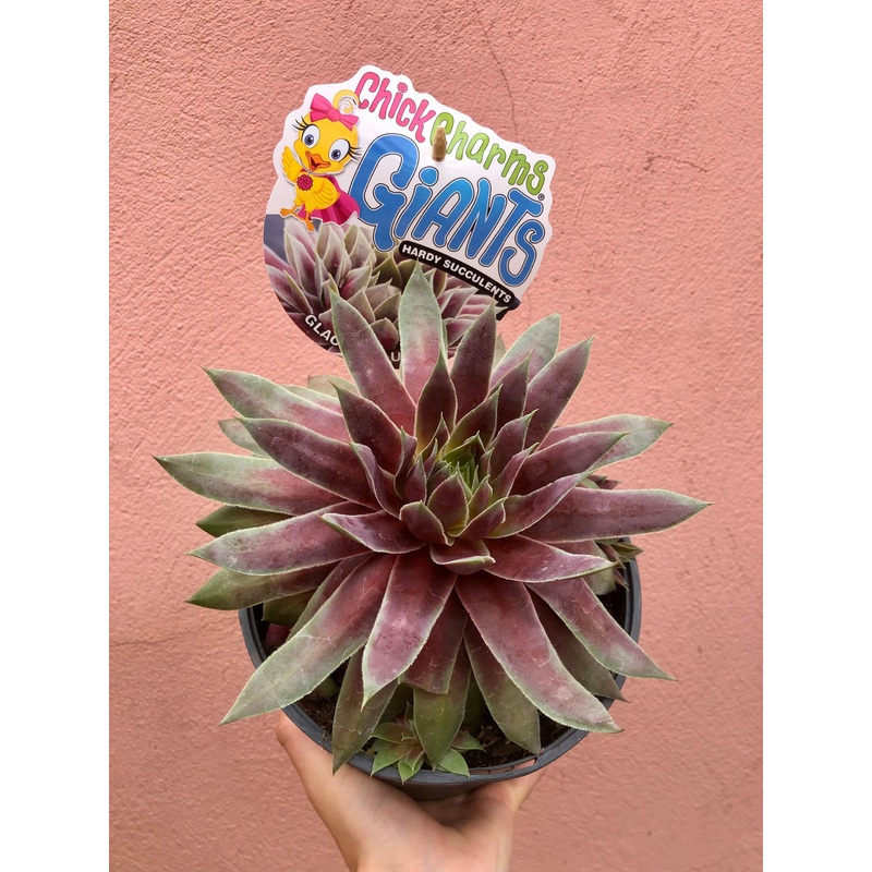 Sempervivum Glacier Blue|17 cm