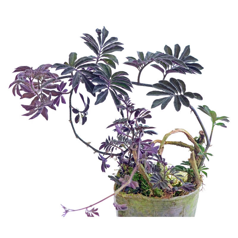Solanum uleanum
