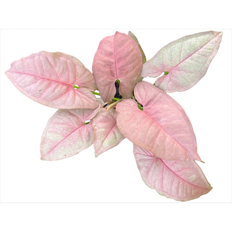 Syngonium podophyllum ‘Neon’