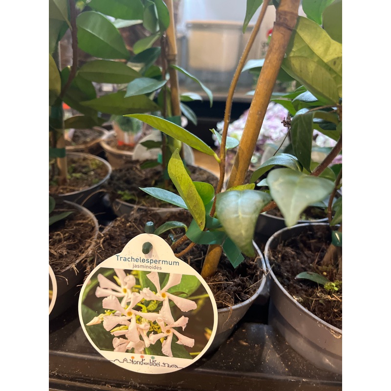 trachelospermum jasminoides -Star Jasmine