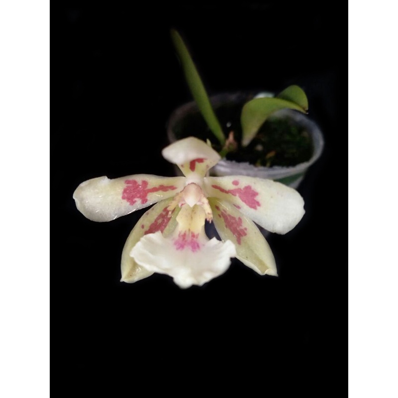 Trichocentrum Larry Sexton 4N