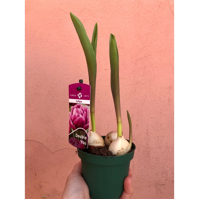 Tulip Dubbel|9cm