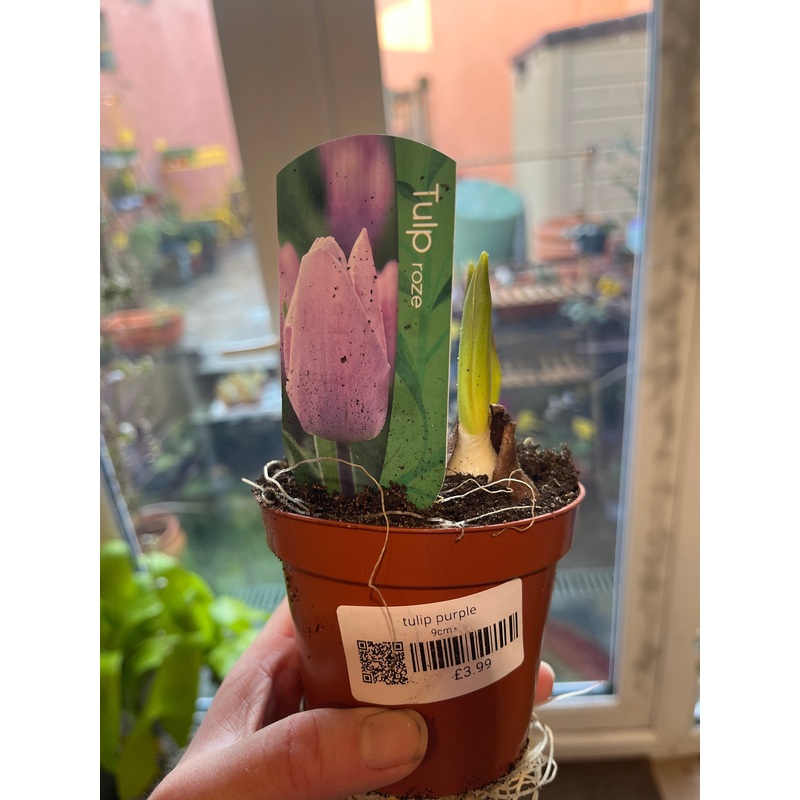 Tulip Purple|9cm