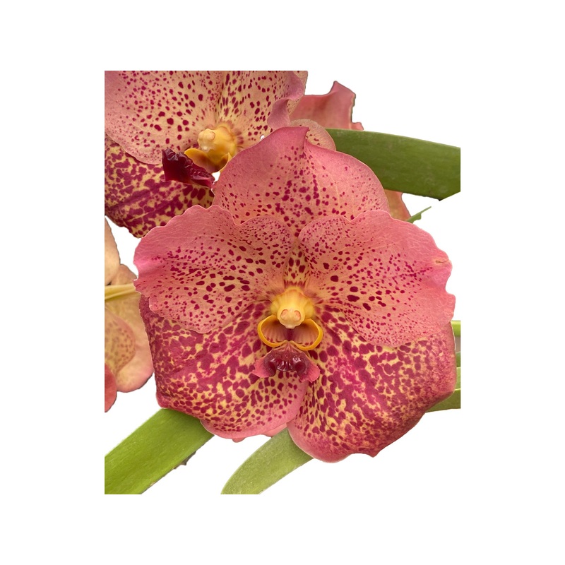 Vanda Bitz’s x (V. Panermpai x V. Pirot) wis 109