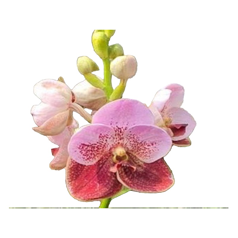 Vanda Ranu Delight