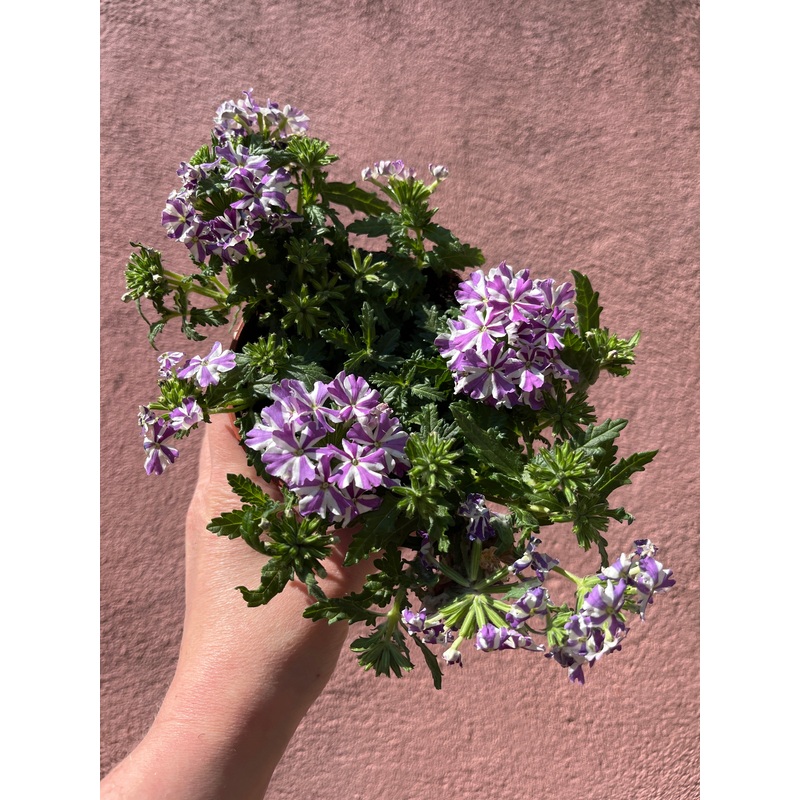 Verbena ‘Drums Deep Purple’