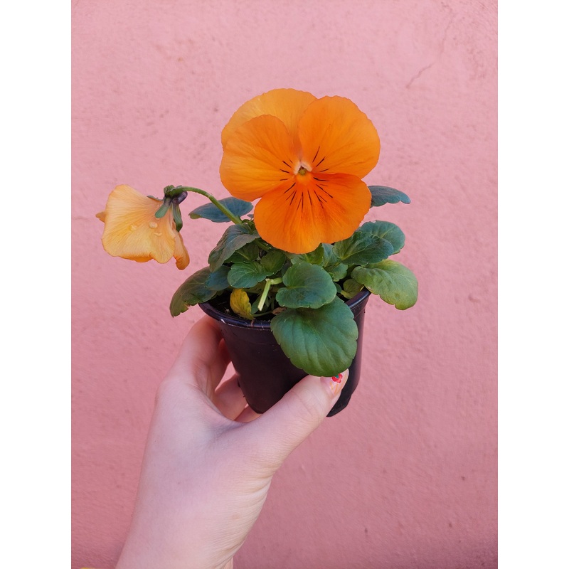 Viola Orange|12 cm