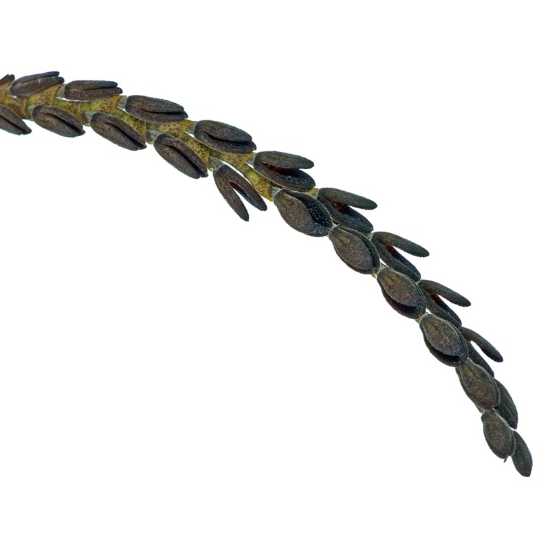 Acianthera saurocephala