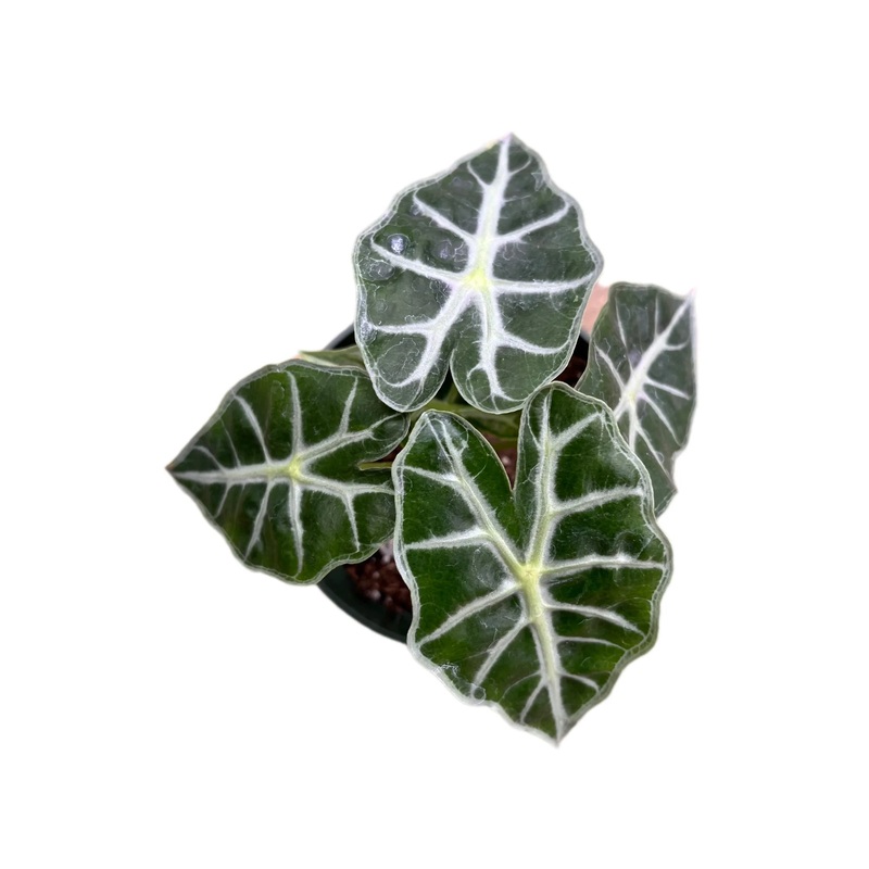 Alocasia ‘Mandalay’