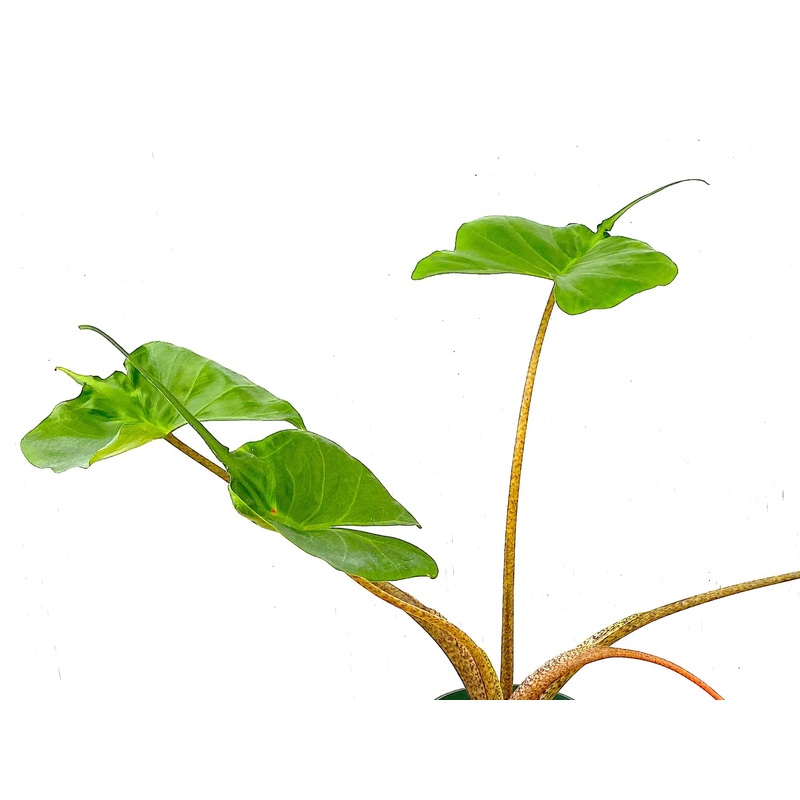Alocasia Stingray
