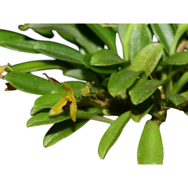 Andreettaea trullifera