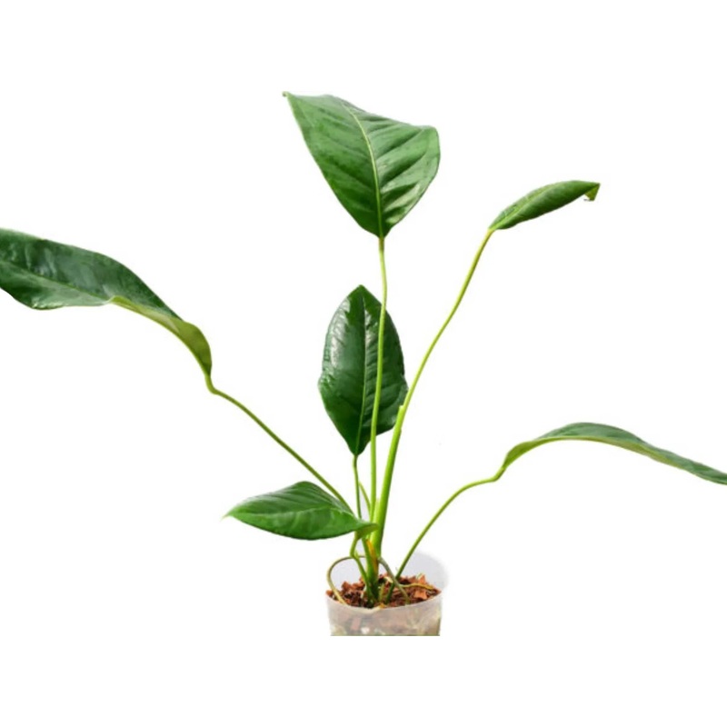 Anthurium batistae cf