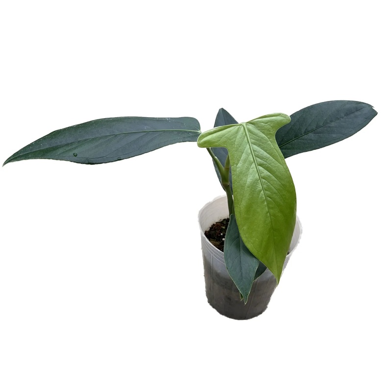 Anthurium truncicola nanum