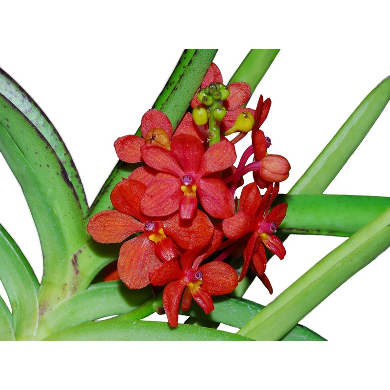 Ascocentrum curvifolium