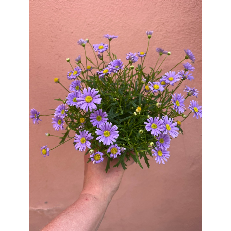 Brachycome Mauve Delight – Swan River Daisy