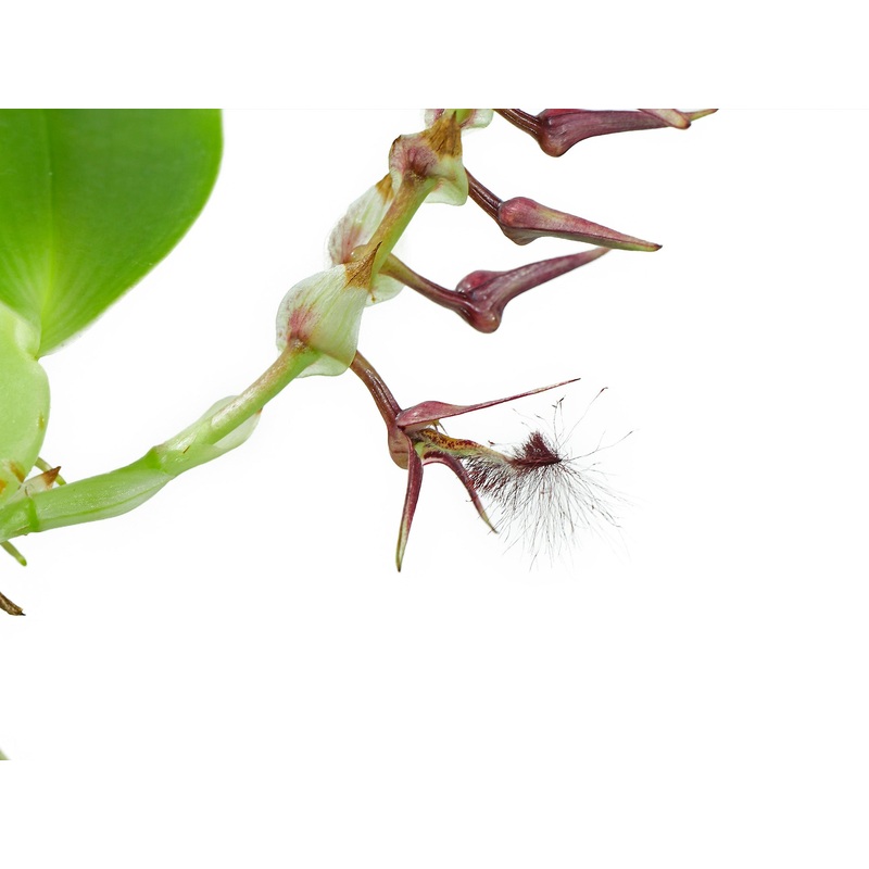 Bulbophyllum barbigerum