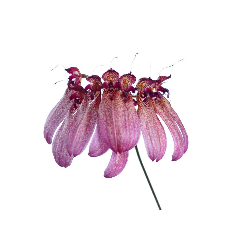 Bulbophyllum eberhardtii