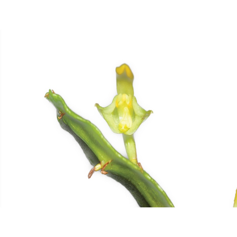 Bulbophyllum falcatum alba