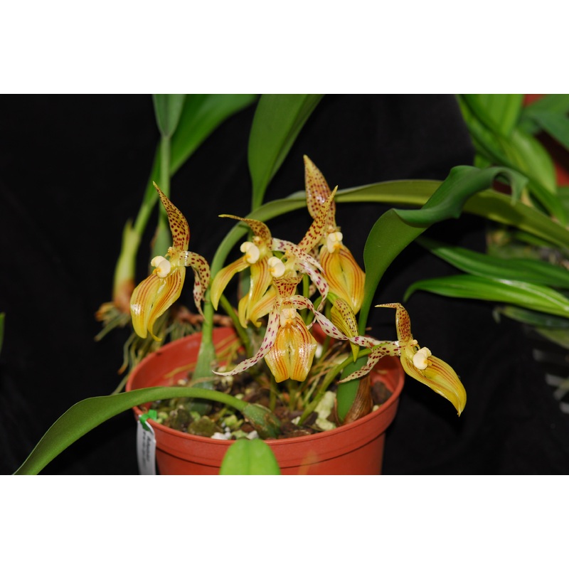 Bulbophyllum membranifolium subsp. membranifolium (syn costatum Ecuagenera)