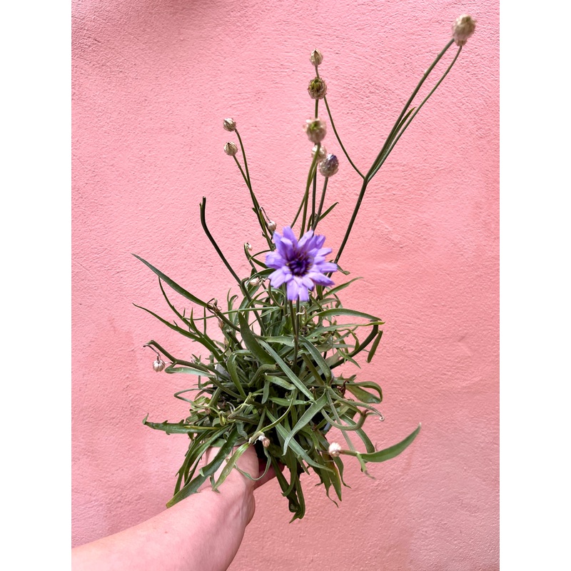 Catananche caerulea – Cupids Dart