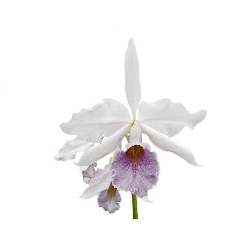 Cattleya Adrienne de Wavrin f. coerulea