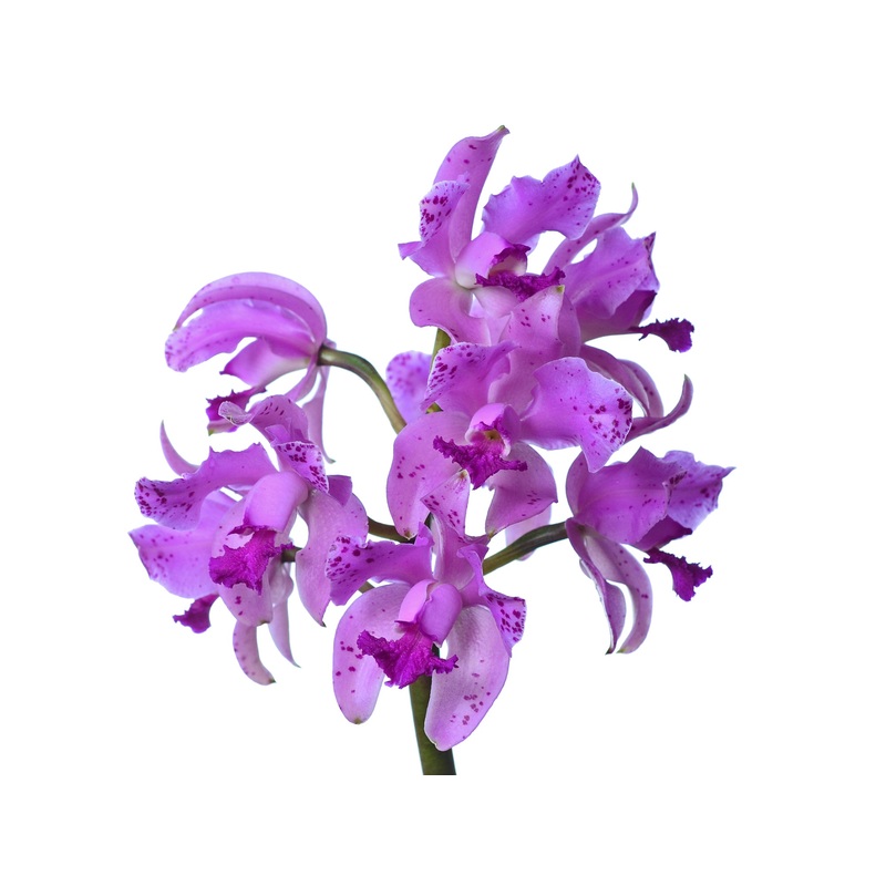 Cattleya amethystoglossa