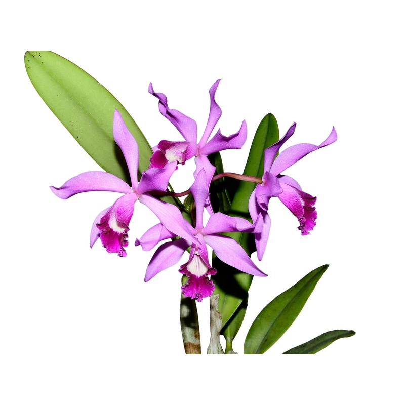 Cattleya Big Leaps