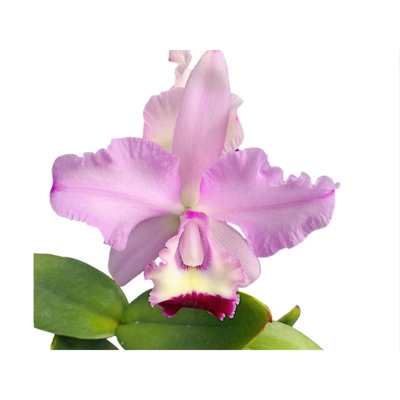 Cattleya GB