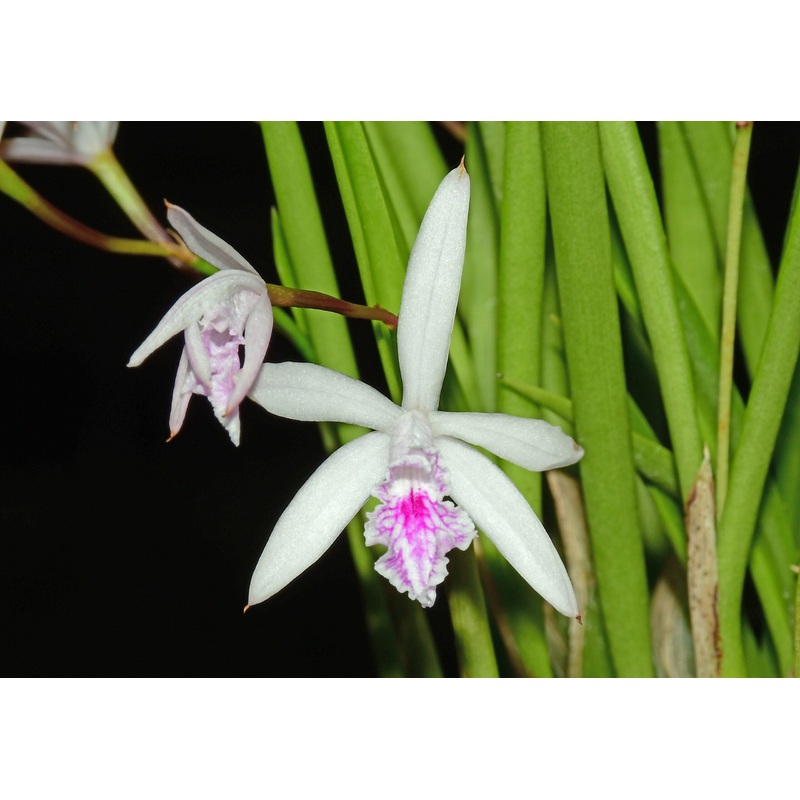 Cattleya lundii