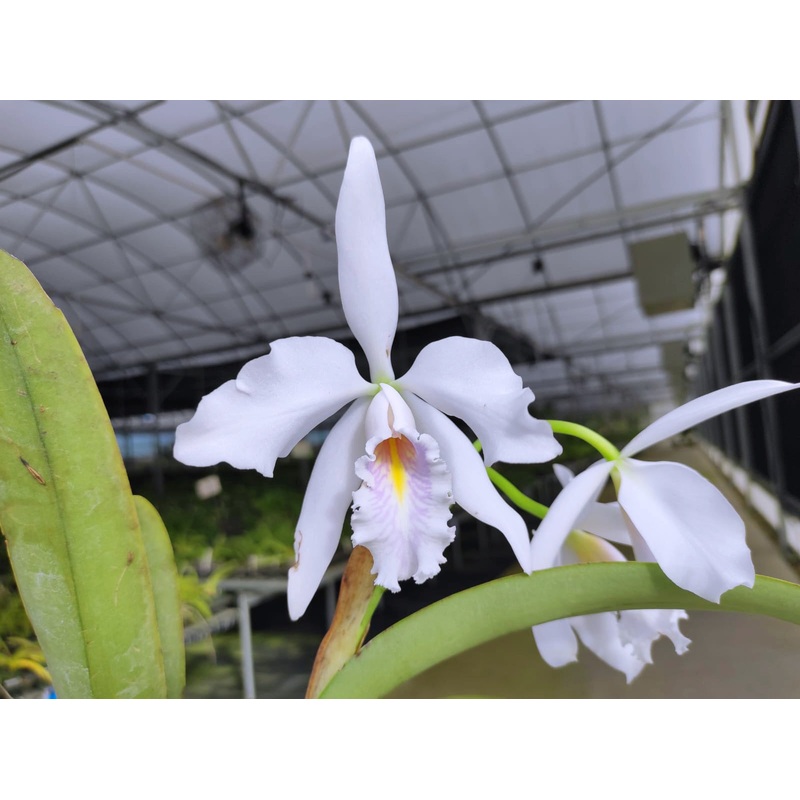 Cattleya maxima f. semialba coerulea ‘Apopka’