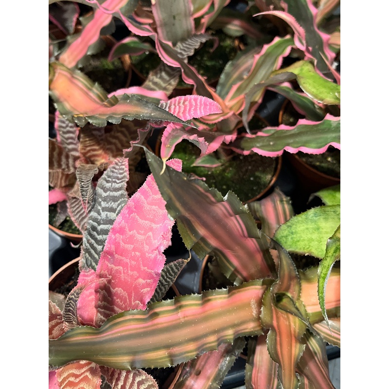 Cryptanthus specail mix Earth Stars Bromeliad