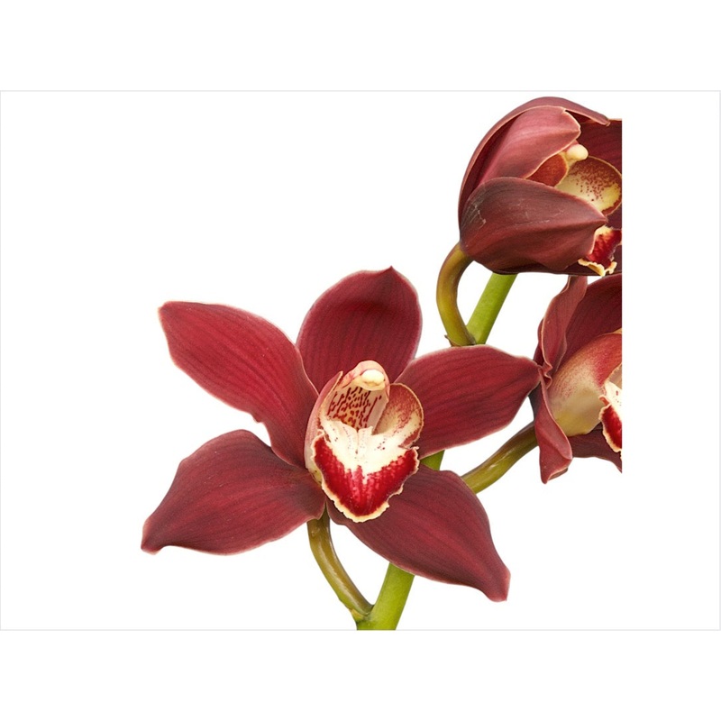 Cymbidium Kr592