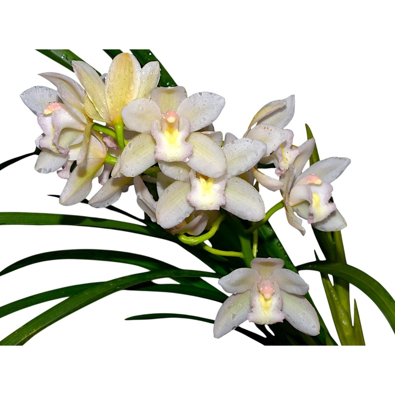 Cymbidium Qt358 New Century ”cindy’s Night”