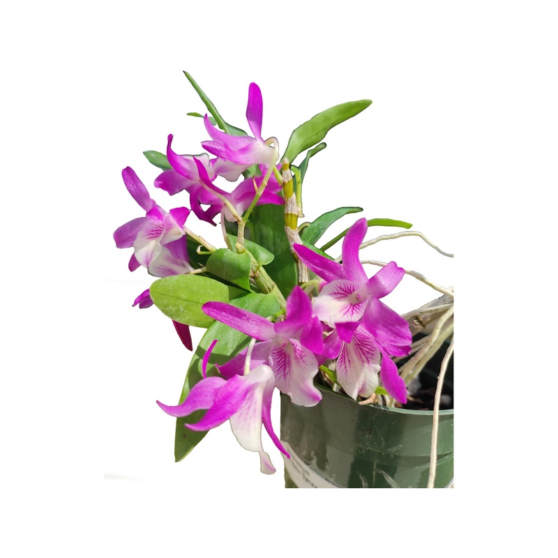 Dendrobium Rainbow Dance