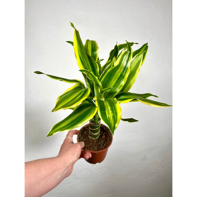 Dracaena fragrans ‘Golden Queen’ – Dragon Tree