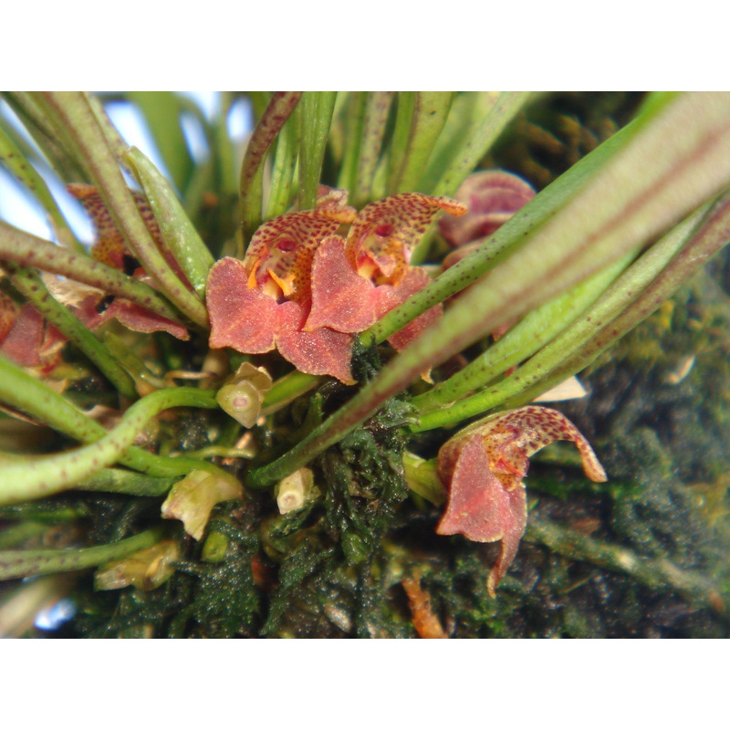 Dryadella cristata